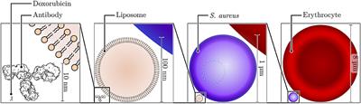 Overcoming Physiological Barriers to Nanoparticle Delivery—Are We There Yet?